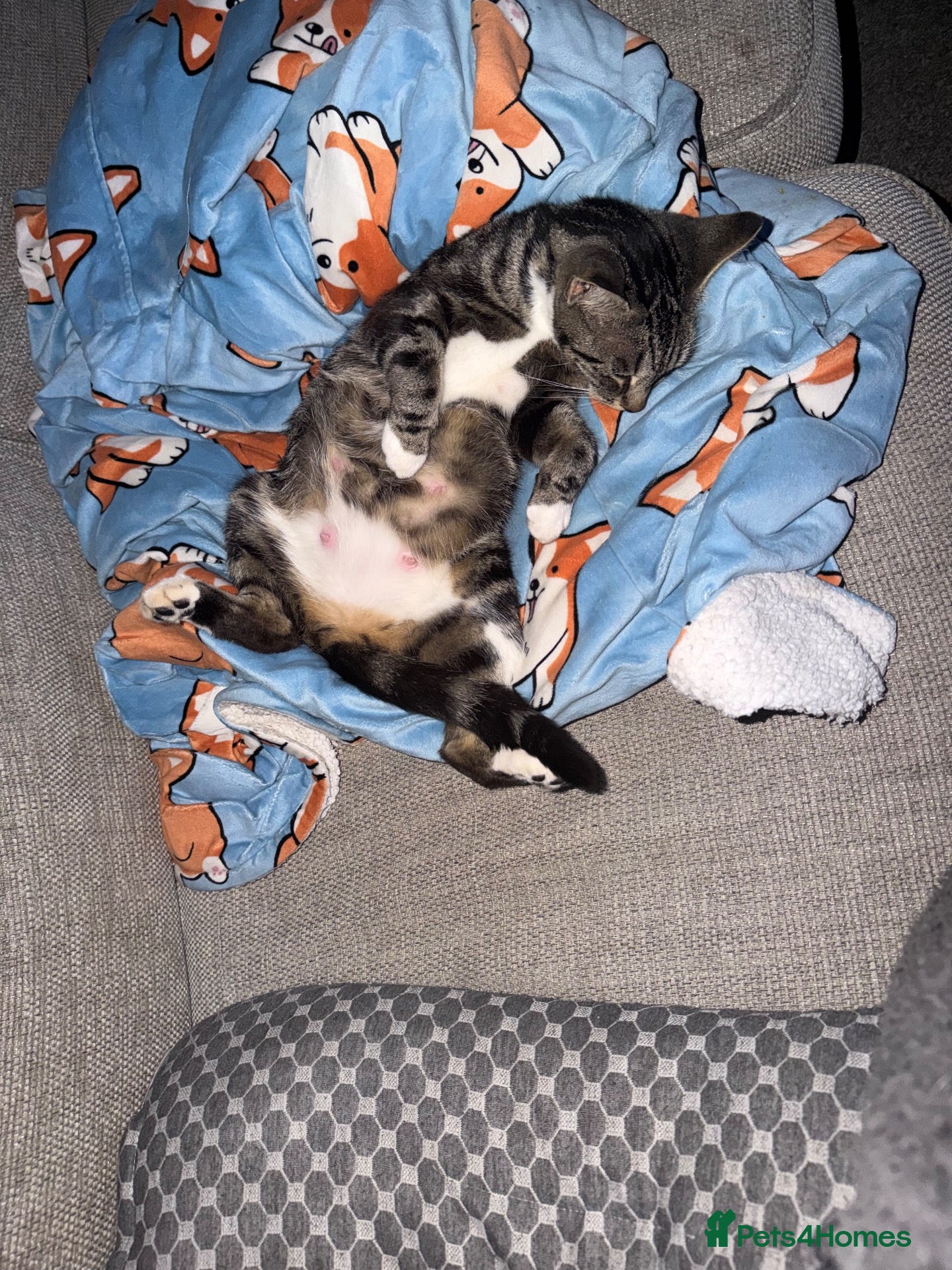 Mixed Breed cats  🐱 3 ADORABLE MALE KITTENS — Yeovil 🐱 - Advert 8