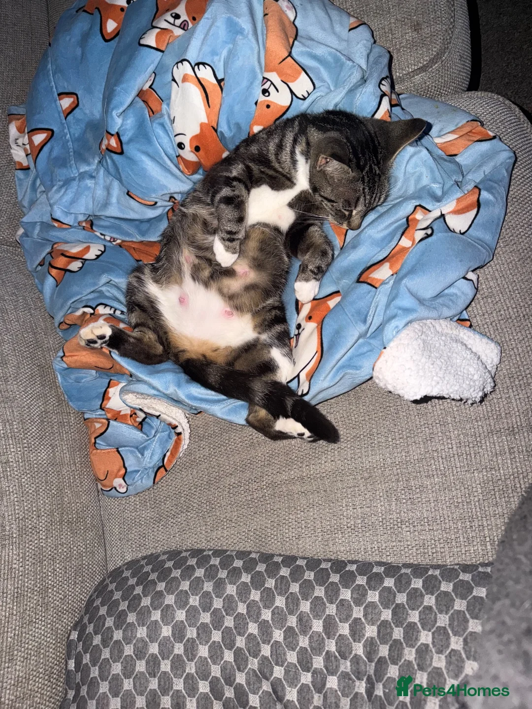 Mixed Breed cats for sale:  🐱 3 ADORABLE MALE KITTENS — Yeovil 🐱 - Advert 1