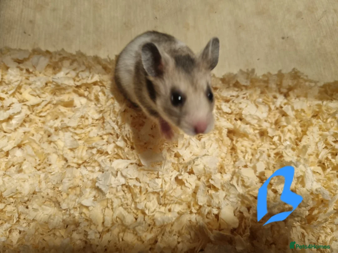Hamster rodents for sale: Baby Syrian hamsters  - Advert 2