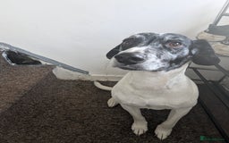 Mixed Breed dogs for sale: Three pups for sale  - Image 17