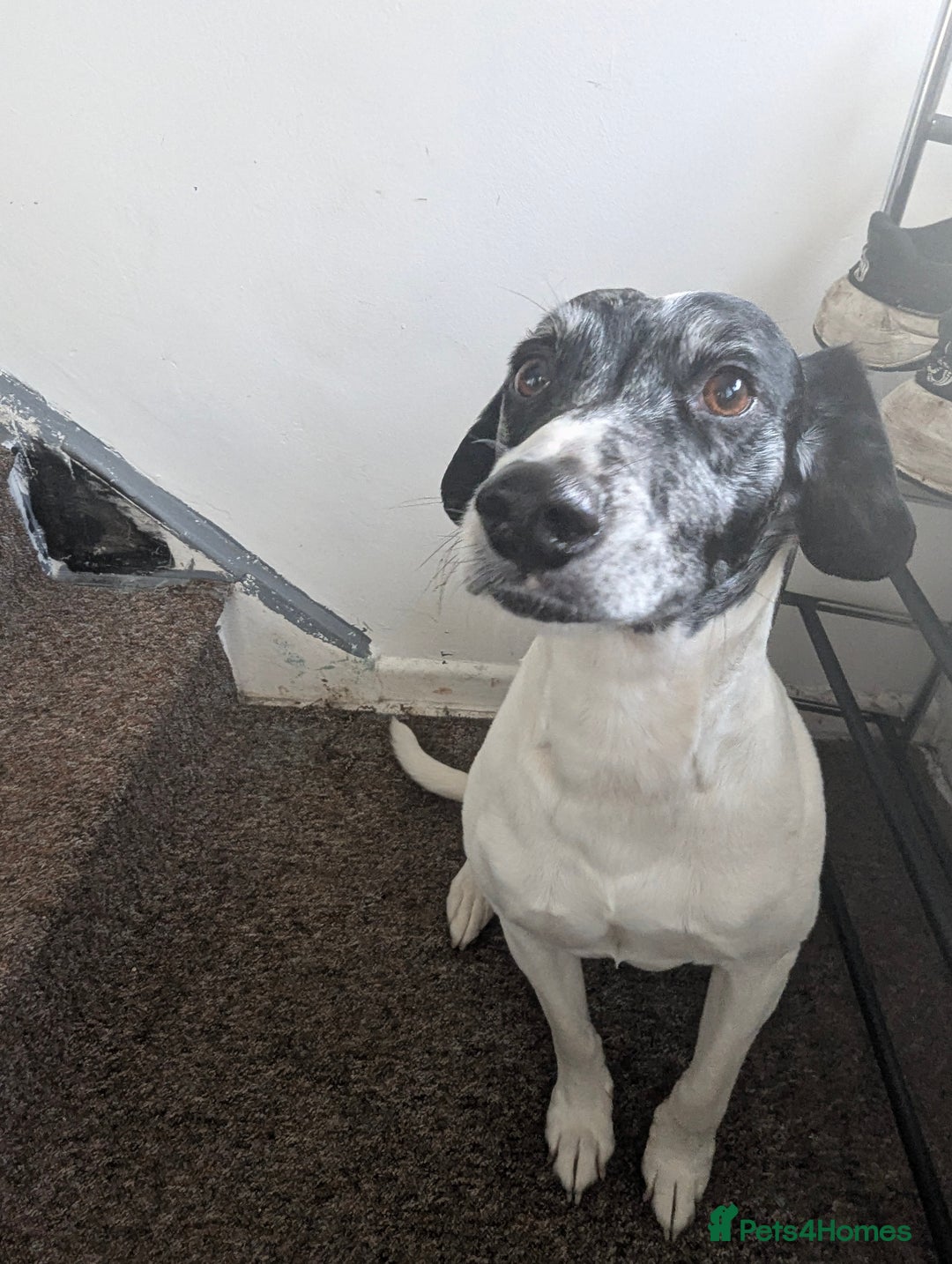Mixed Breed dogs for sale: Three pups for sale  - Image 17