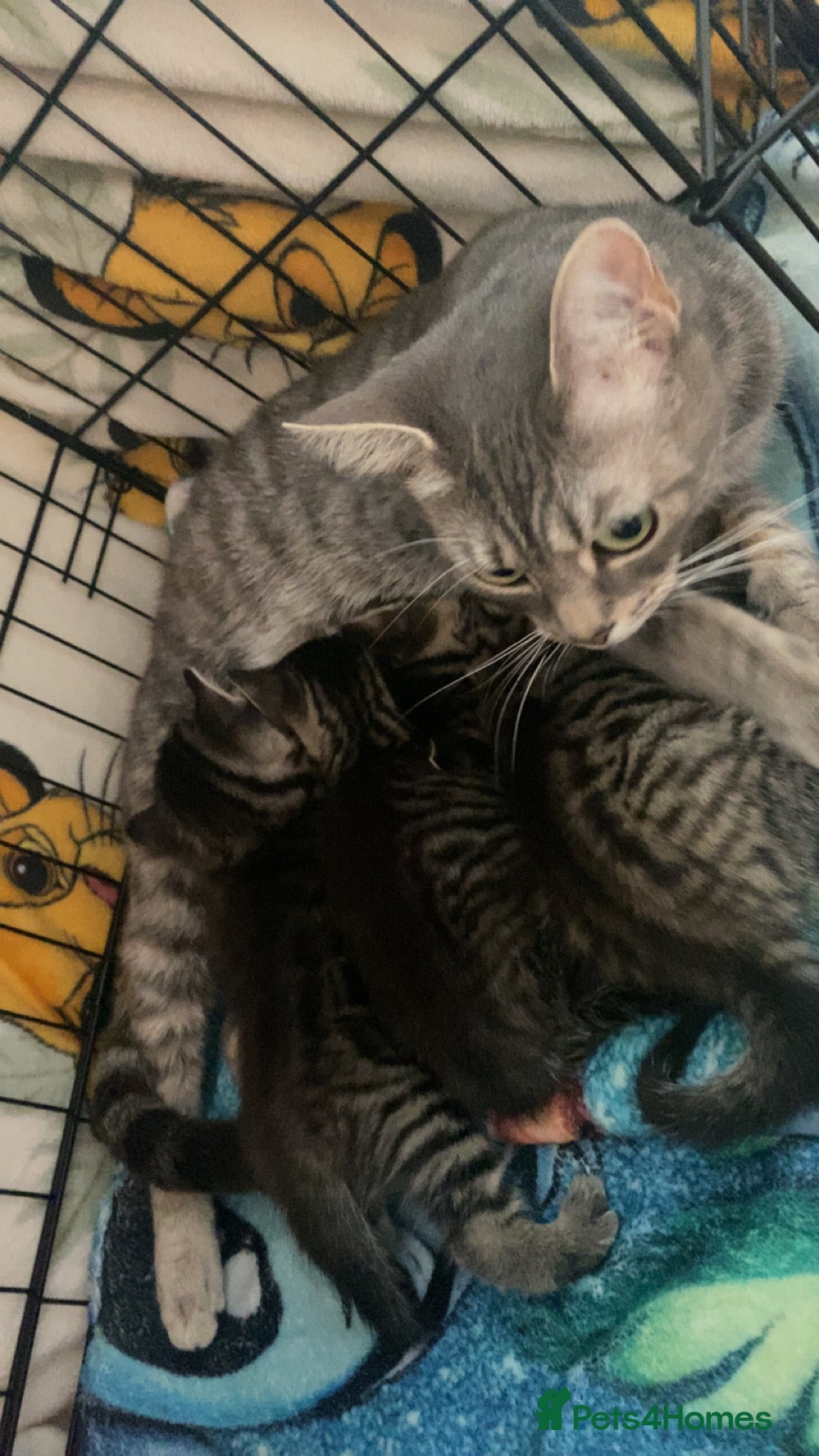 Mixed Breed cats 2 girls remaining.  - Advert 1