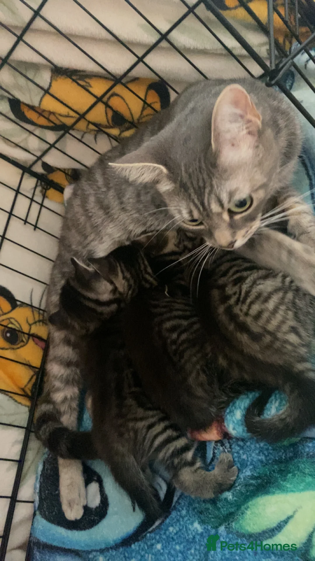 Mixed Breed cats for sale: 2 girls remaining.  in Chesterfield - Advert 1