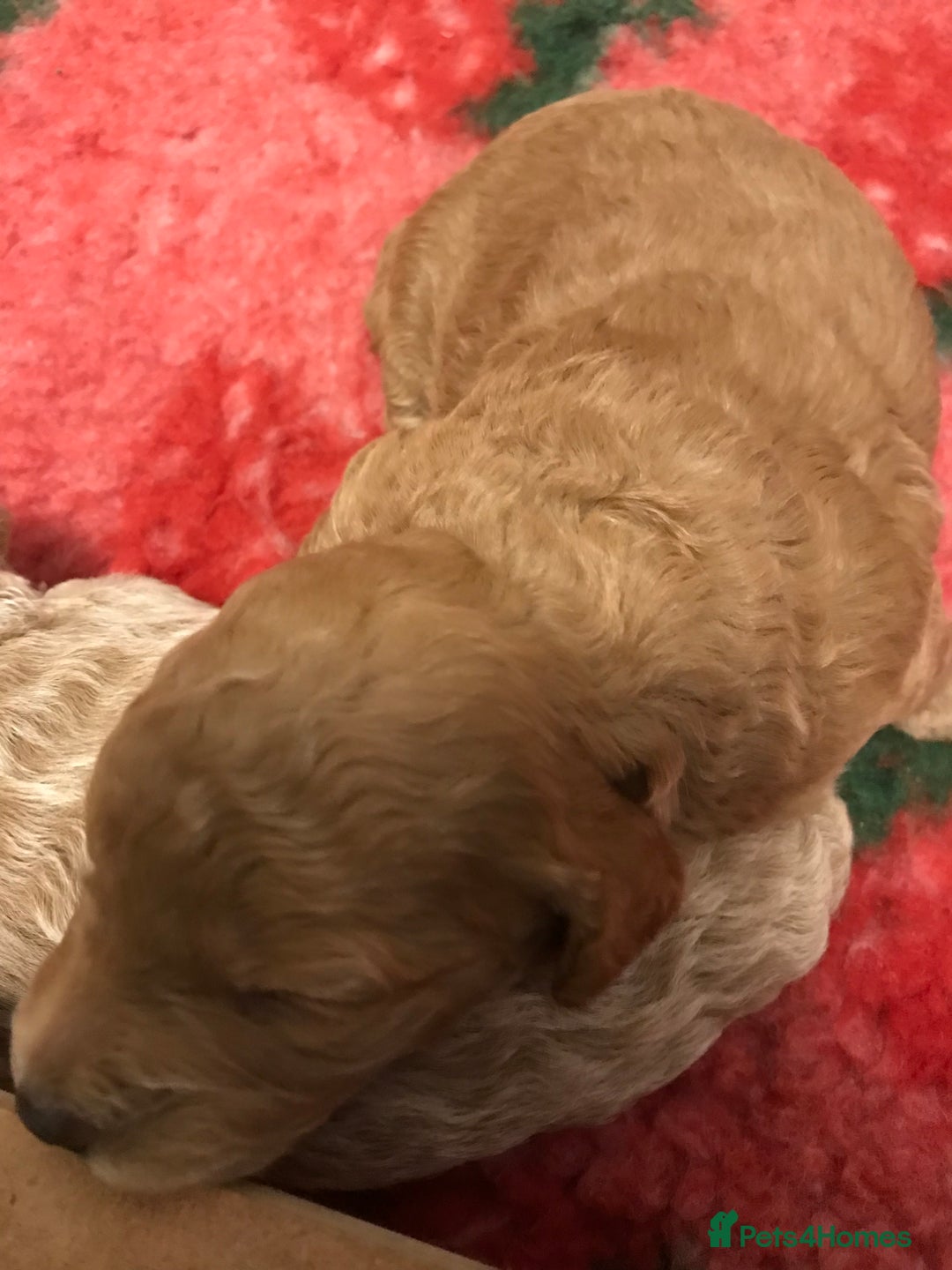 Cockapoo dogs for sale: 4 Beautiful female cockerpoos  - Image 30