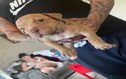 Staffordshire Bull Terrier dogs for sale: Staffy puppy  - Image 3