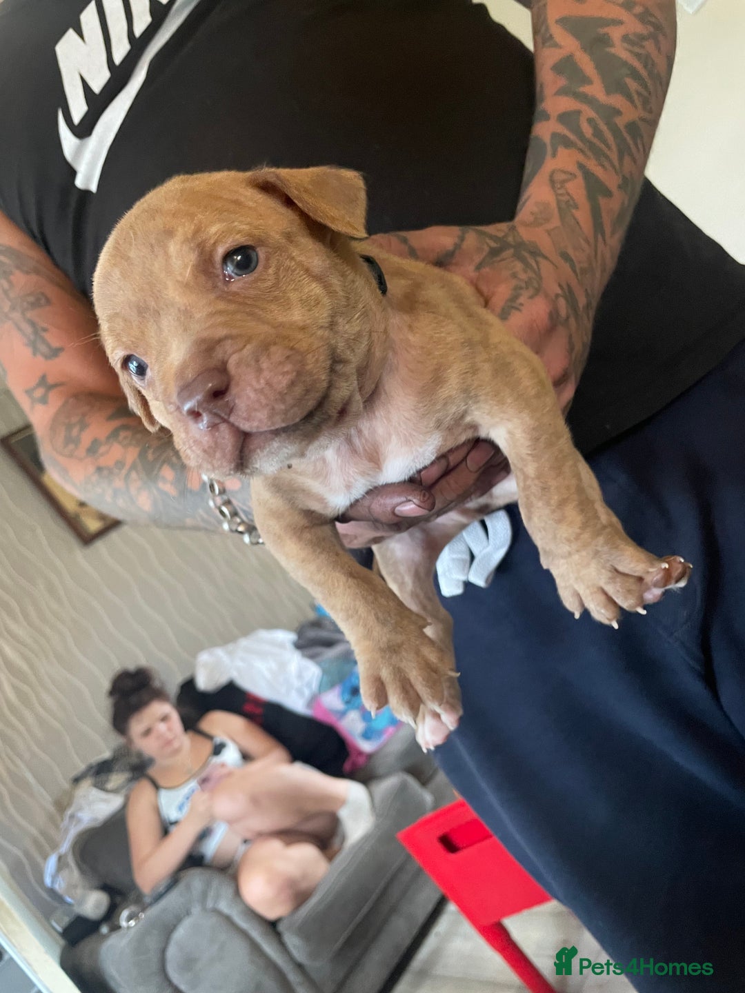 Staffordshire Bull Terrier dogs for sale: Staffy puppy  - Image 3