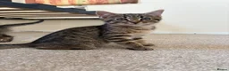 Mixed Breed cats for sale: 4 gorgeous striped black / grey tabby kittens - Advert 2