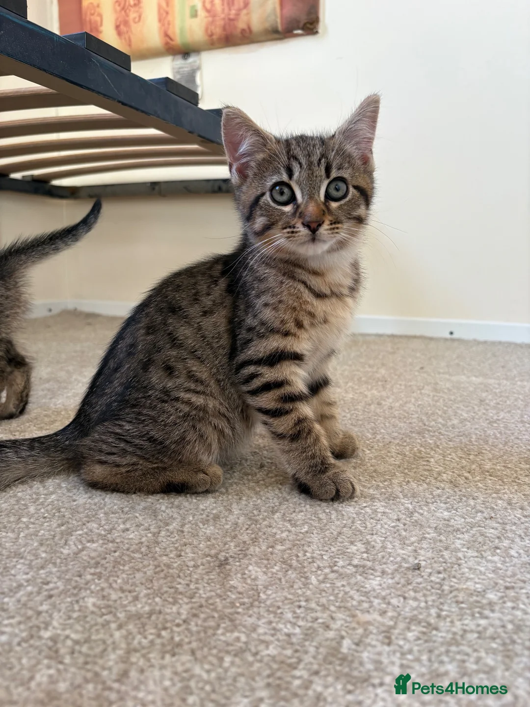 Mixed Breed cats for sale: 4 gorgeous striped black / grey tabby kittens - Advert 2
