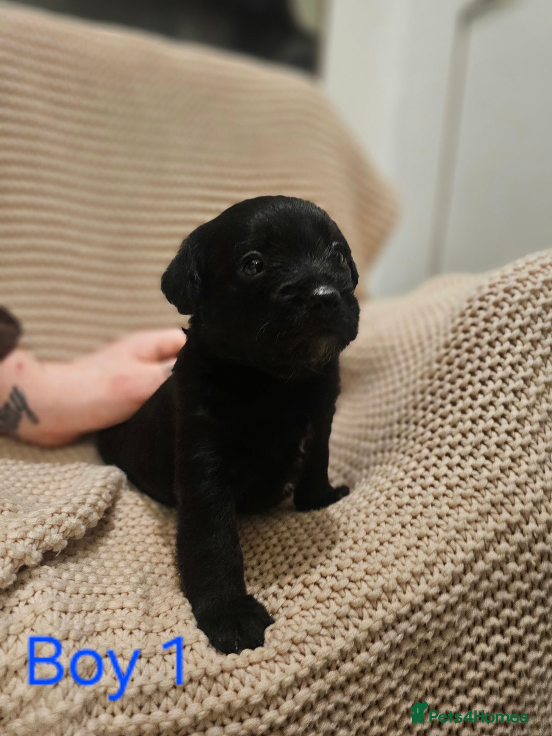 Mixed Breed dogs for sale: Froodle puppies  - Advert 7