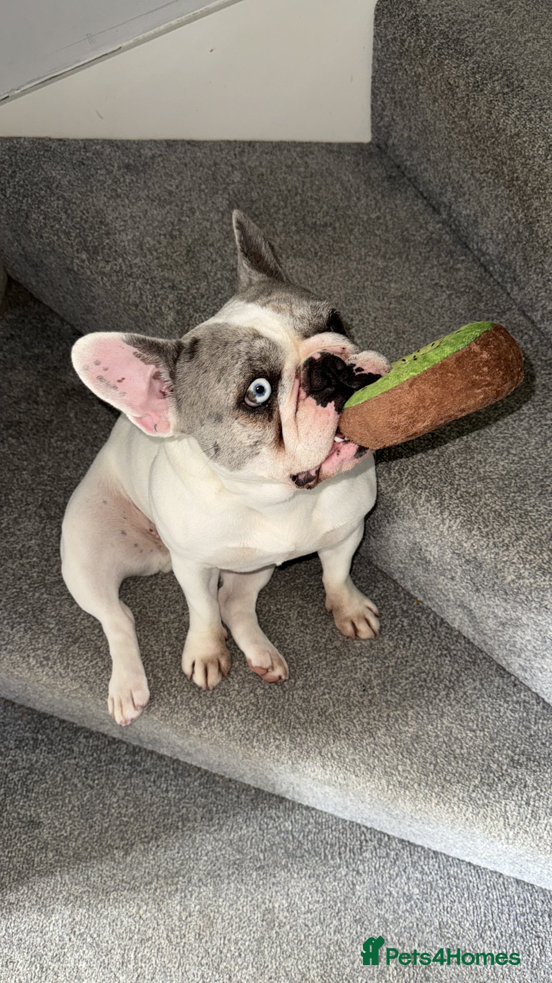 French Bulldog dogs for sale: Freench Buldog - Advert 3