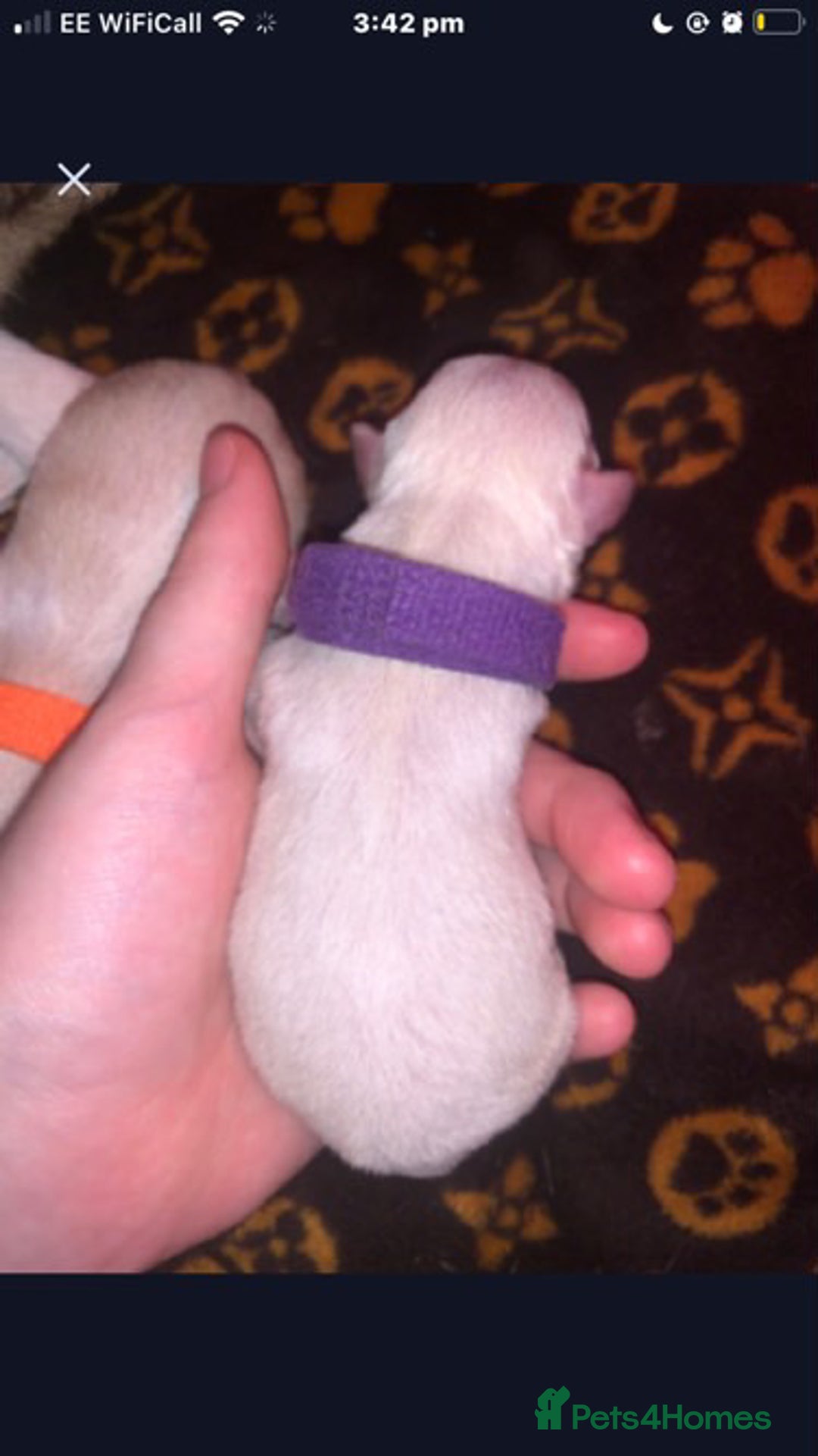Pomchi dogs for sale: 🐾POMCHI PUPPIES🐾 - Image 12