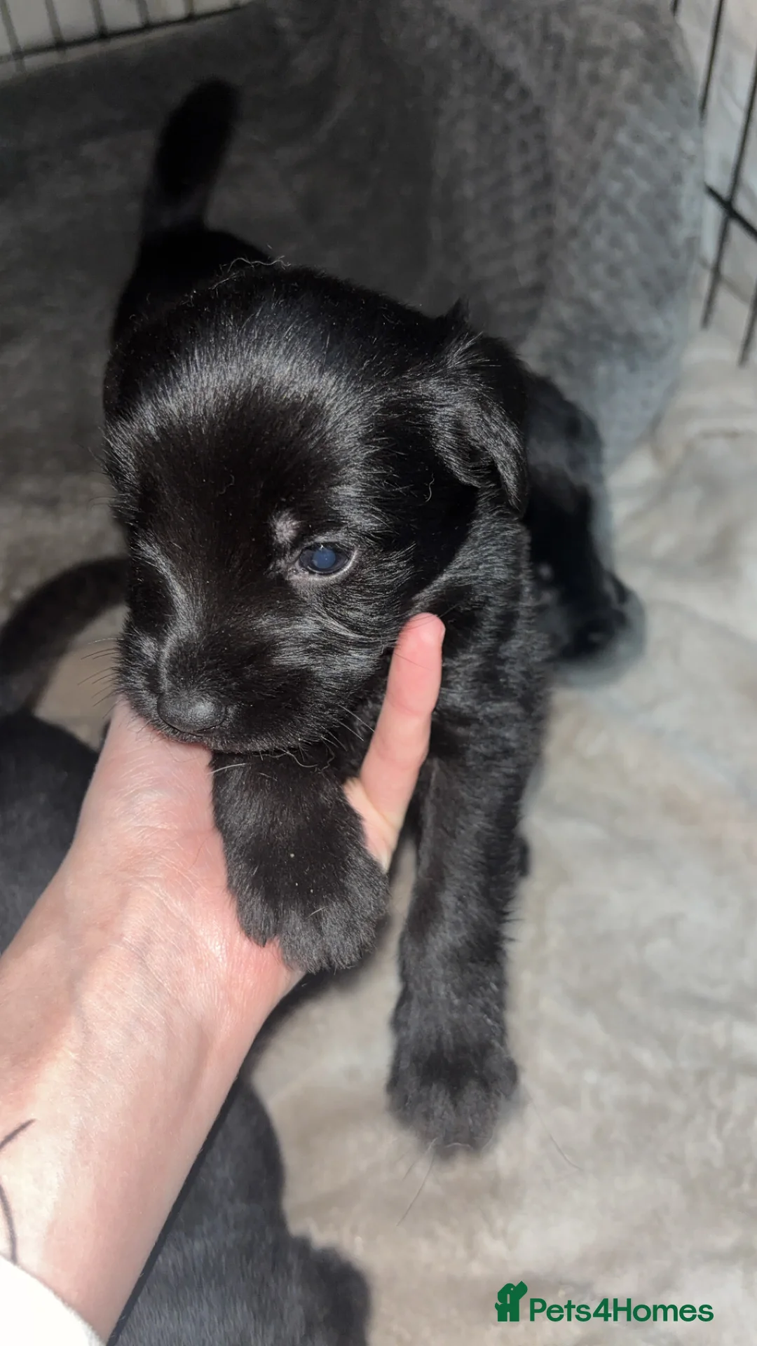 Mixed Breed dogs for sale: 9 gorgeous german shepherd cross cockapoo puppies  - Advert 6