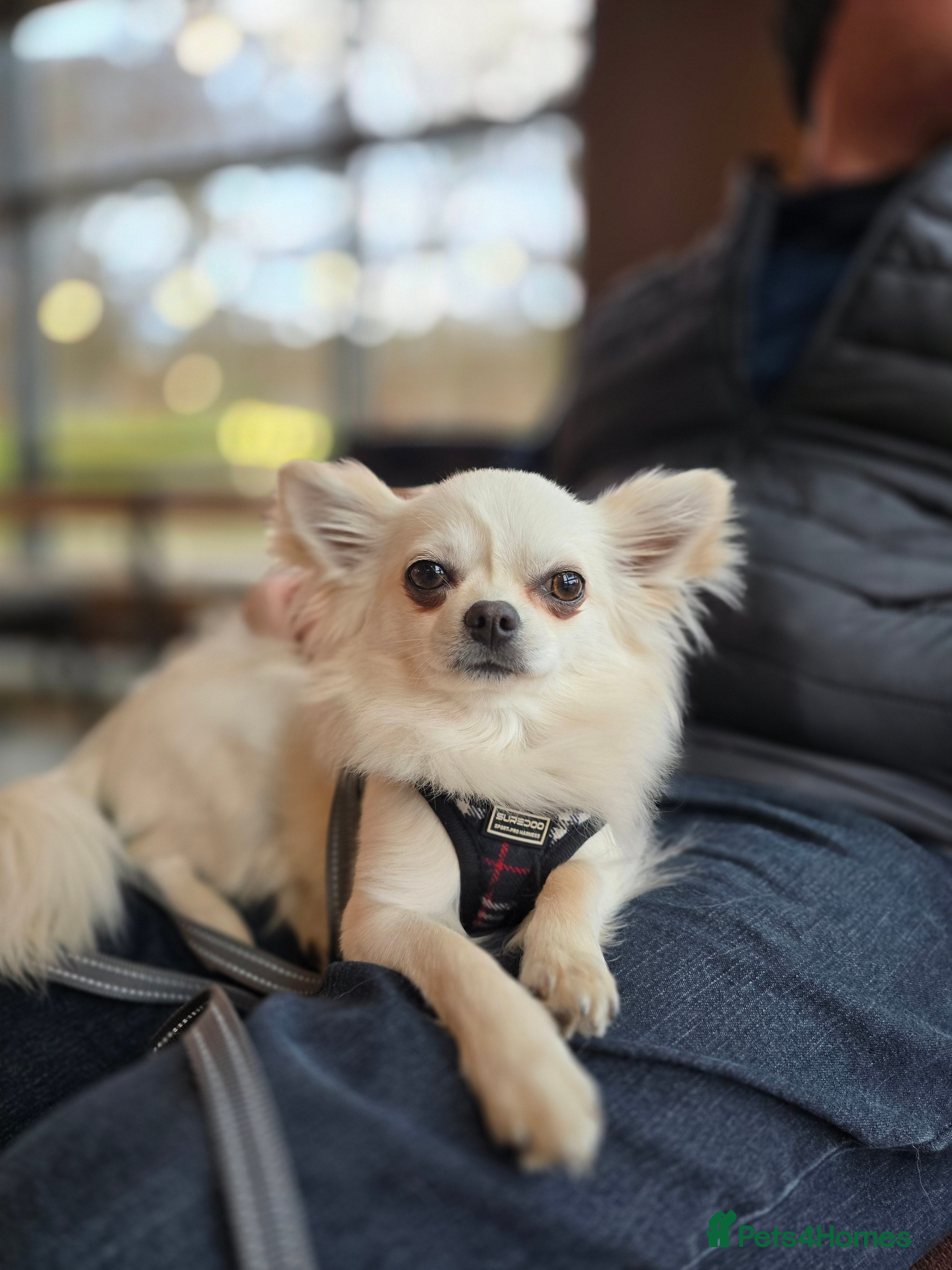 Chihuahua dogs Long haired Chihuahua for stud in Inverurie - Advert 3