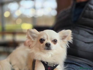 Chihuahua dogs in Inverurie - Advert 8