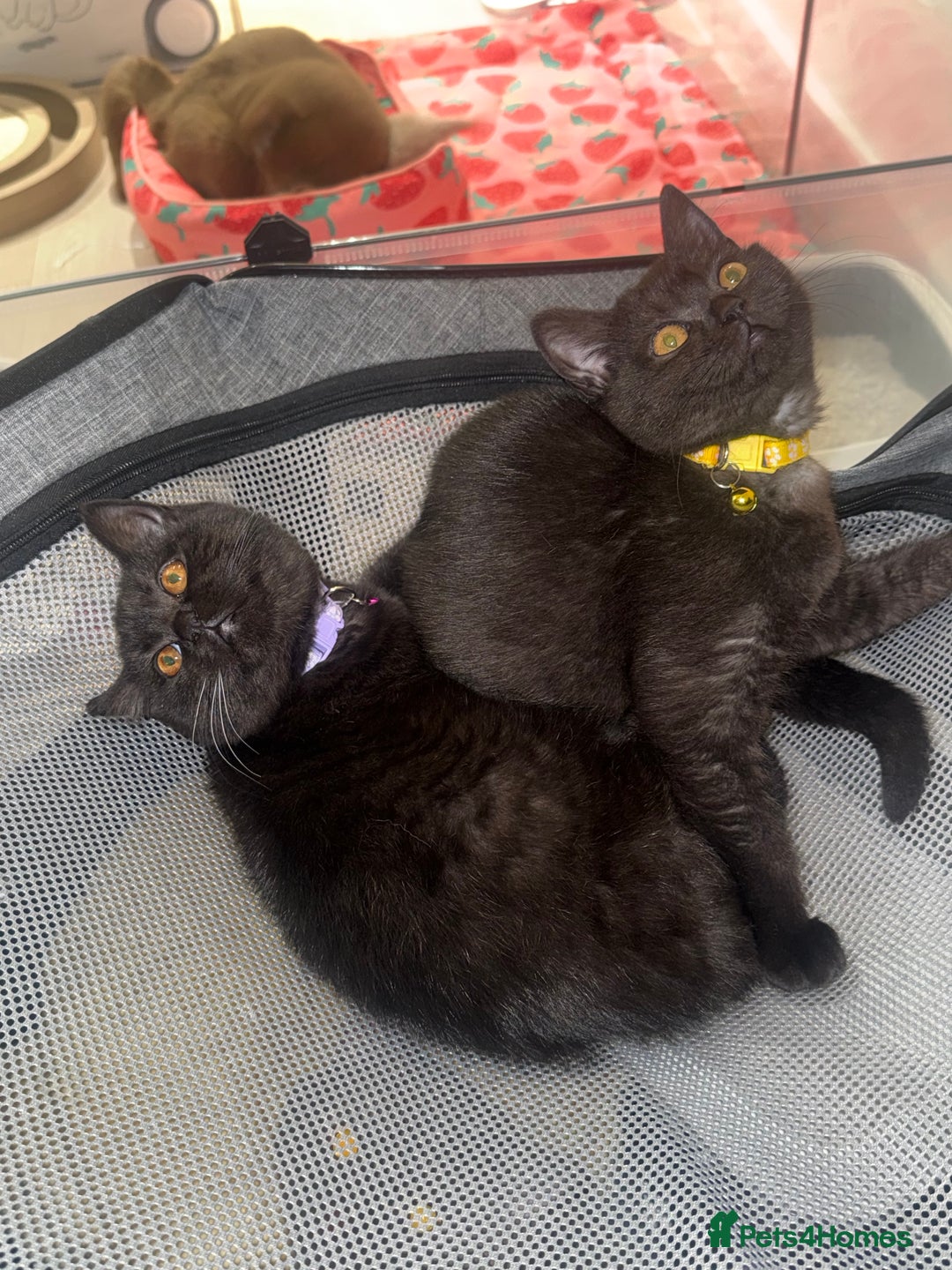 British Shorthair cats for sale: British shorthair STUNNING black kitten - Advert 5