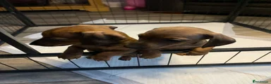 Miniature Dachshund 1