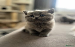 British Shorthair cats for sale: 💙Baby British Blue/Ragdoll Boy 💙 - Image 2