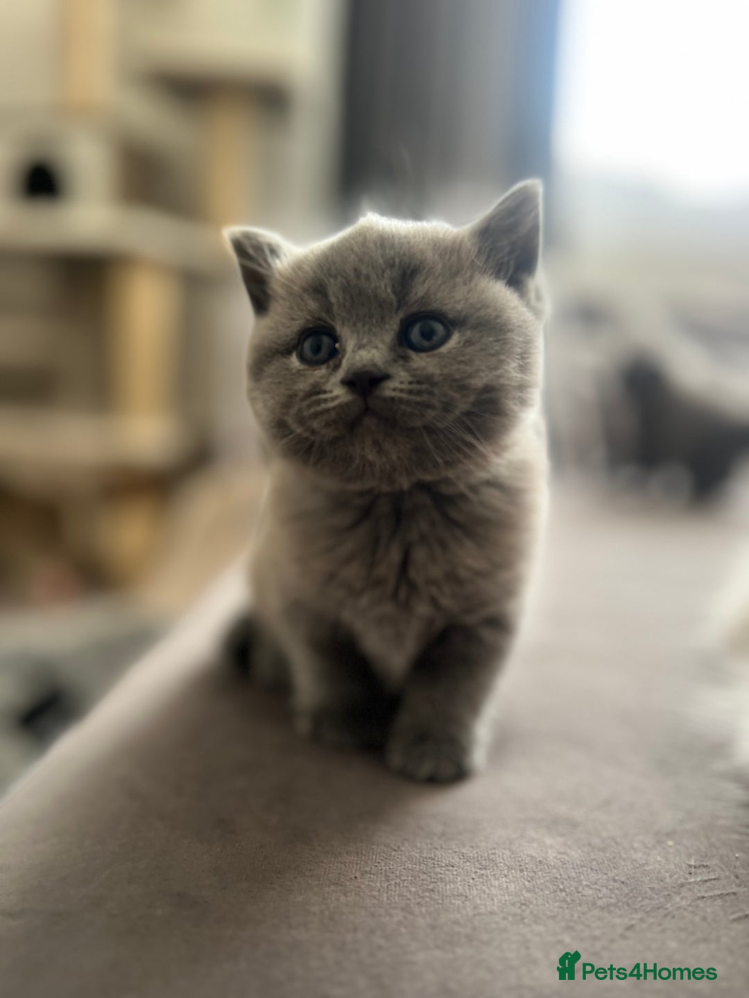 British Shorthair cats for sale: 💙Baby British Blue/Ragdoll Boy 💙 - Image 2