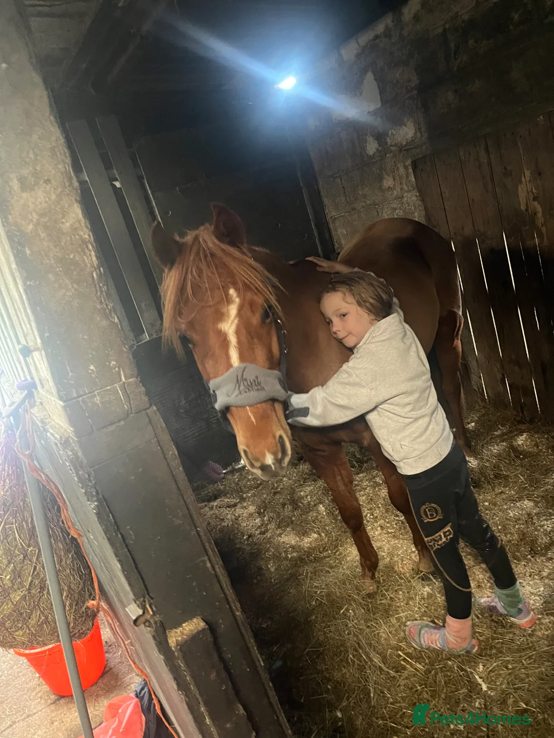 Riding pony horses for sale: Beautiful 4 year old super star - Advert 2