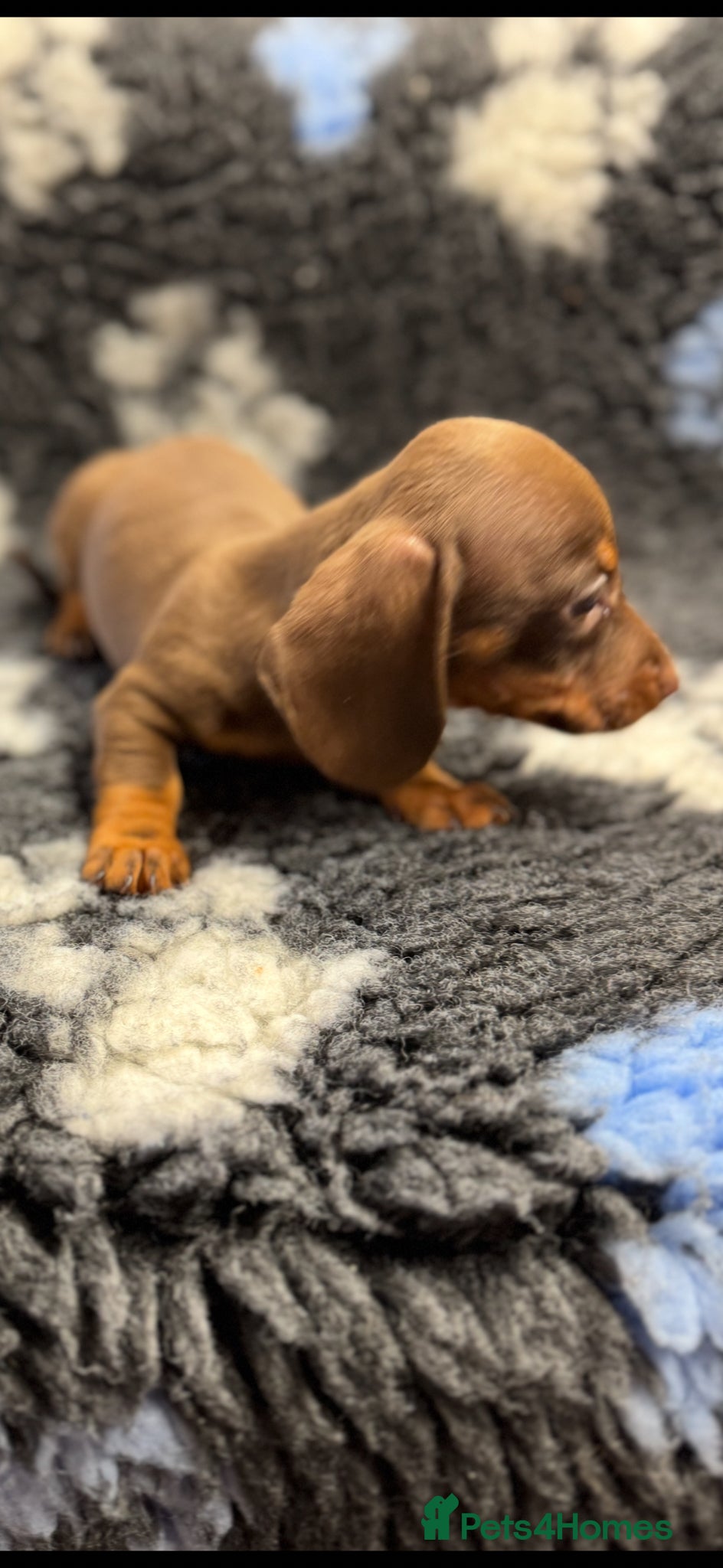 Miniature Dachshund dogs Miniature dachshund puppies - Advert 1