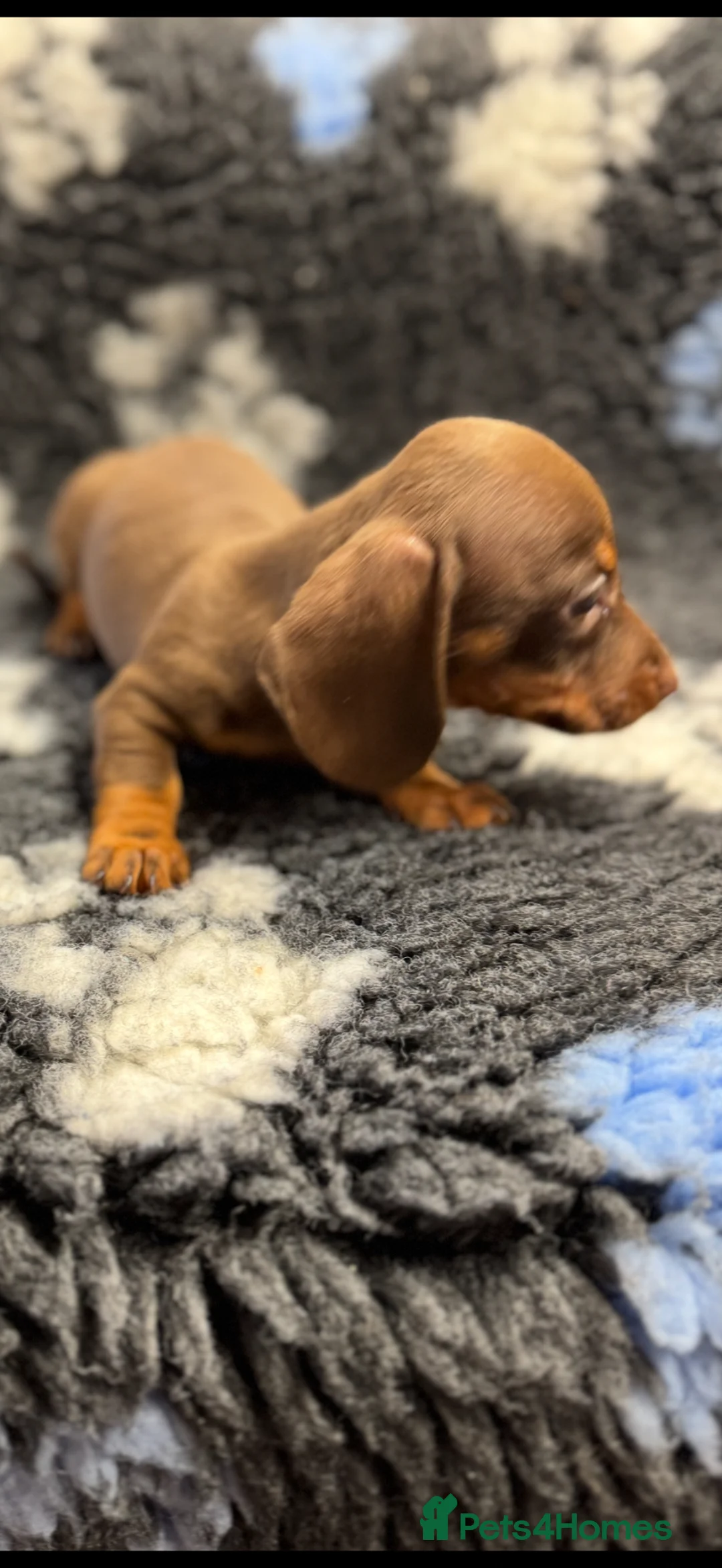 Miniature Dachshund dogs for sale: Miniature dachshund puppies - Advert 2