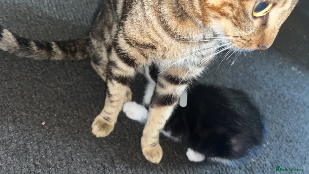 Bengal cats for sale: Begal named sahara  - Image 2