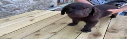 Flat coated Retriever dogs for sale: Flat coated pups ready 24/07 - Advert 28