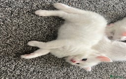 Mixed Breed cats for sale: Healthy & Playful Kittens - Image 8