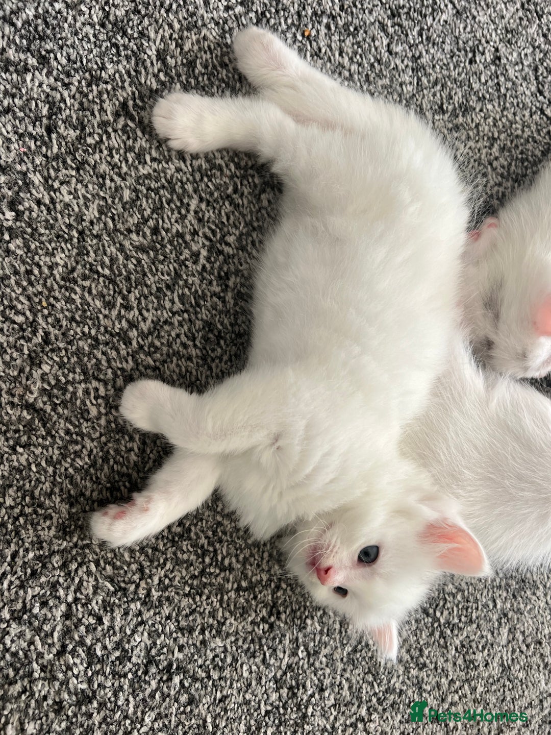 Mixed Breed cats for sale: Healthy & Playful Kittens - Image 8