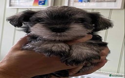 Miniature Schnauzer dogs for sale: 6 adorable Miniature schnauzer puppies  - Image 8