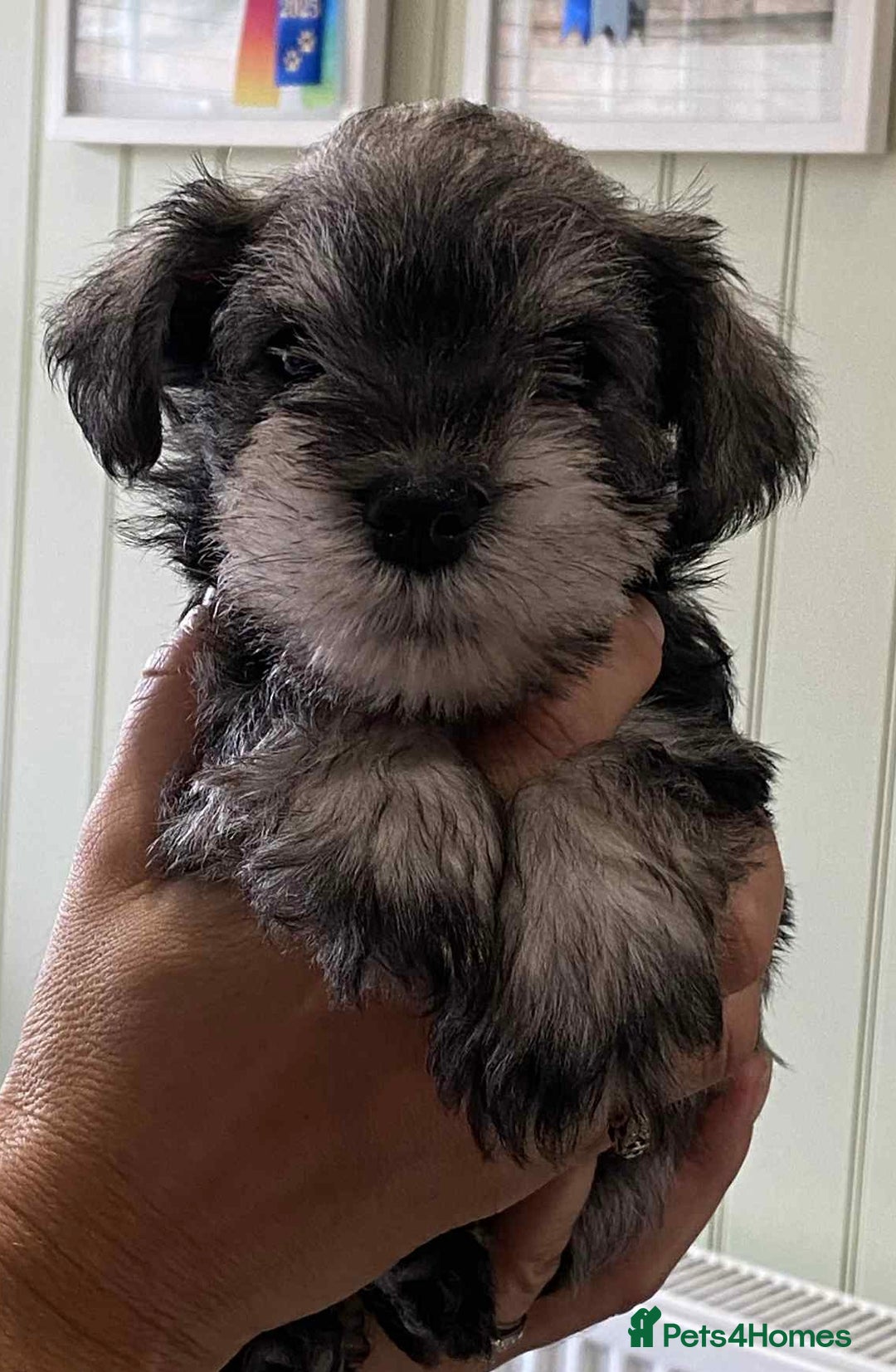 Miniature Schnauzer dogs for sale: 6 adorable Miniature schnauzer puppies  - Image 8