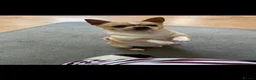 Chihuahua dogs for sale: Chihuahua  in London - Advert 2