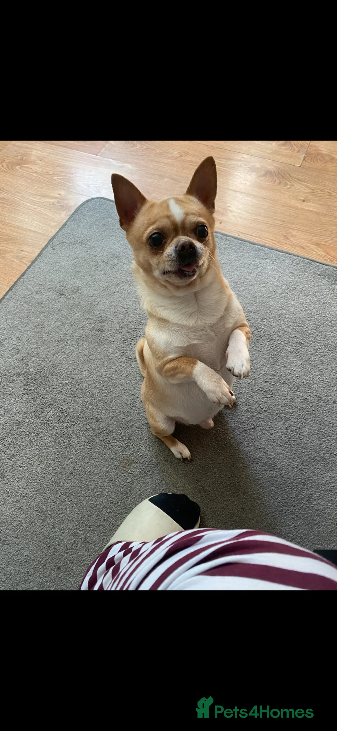 Chihuahua dogs for sale: Chihuahua  in London - Advert 2