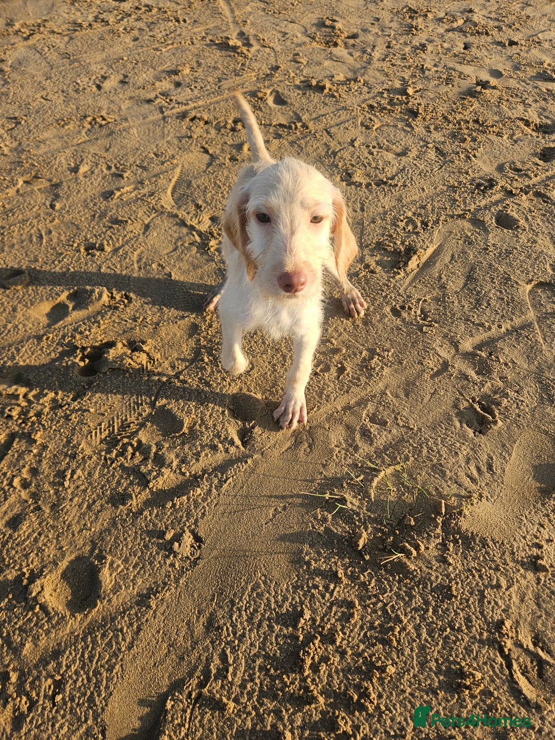 Labradoodle dogs for sale: 8 standard labradoodles, 1 left, beautiful pups in Stourbridge - Image 2