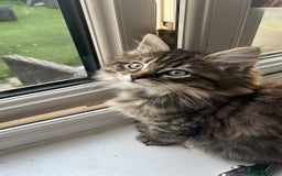 Ragdoll cats for stud: Bluepoint ragdoll stud  in Milton Keynes - Image 21