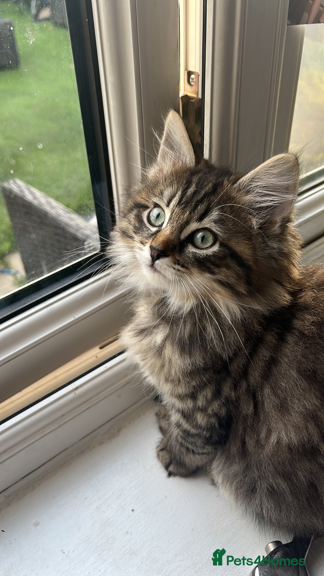 Ragdoll cats for stud: Bluepoint ragdoll stud  in Milton Keynes - Image 21