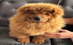 Chow Chow dogs for sale: 5 UNREAL QUALITY CHOWS 😍🦁 final reductions!  - Image 5