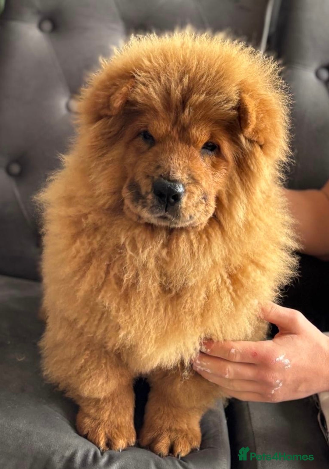 Chow Chow dogs for sale: 5 UNREAL QUALITY CHOWS 😍🦁 final reductions!  - Image 5