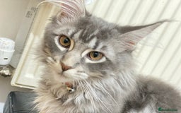 Maine Coon cats for sale: Maine Coon Kittens Ready for Their Forever Homes - Advert 14