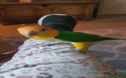 Parrots birds for sale: Yellow Thiqued Caique  - Image 2
