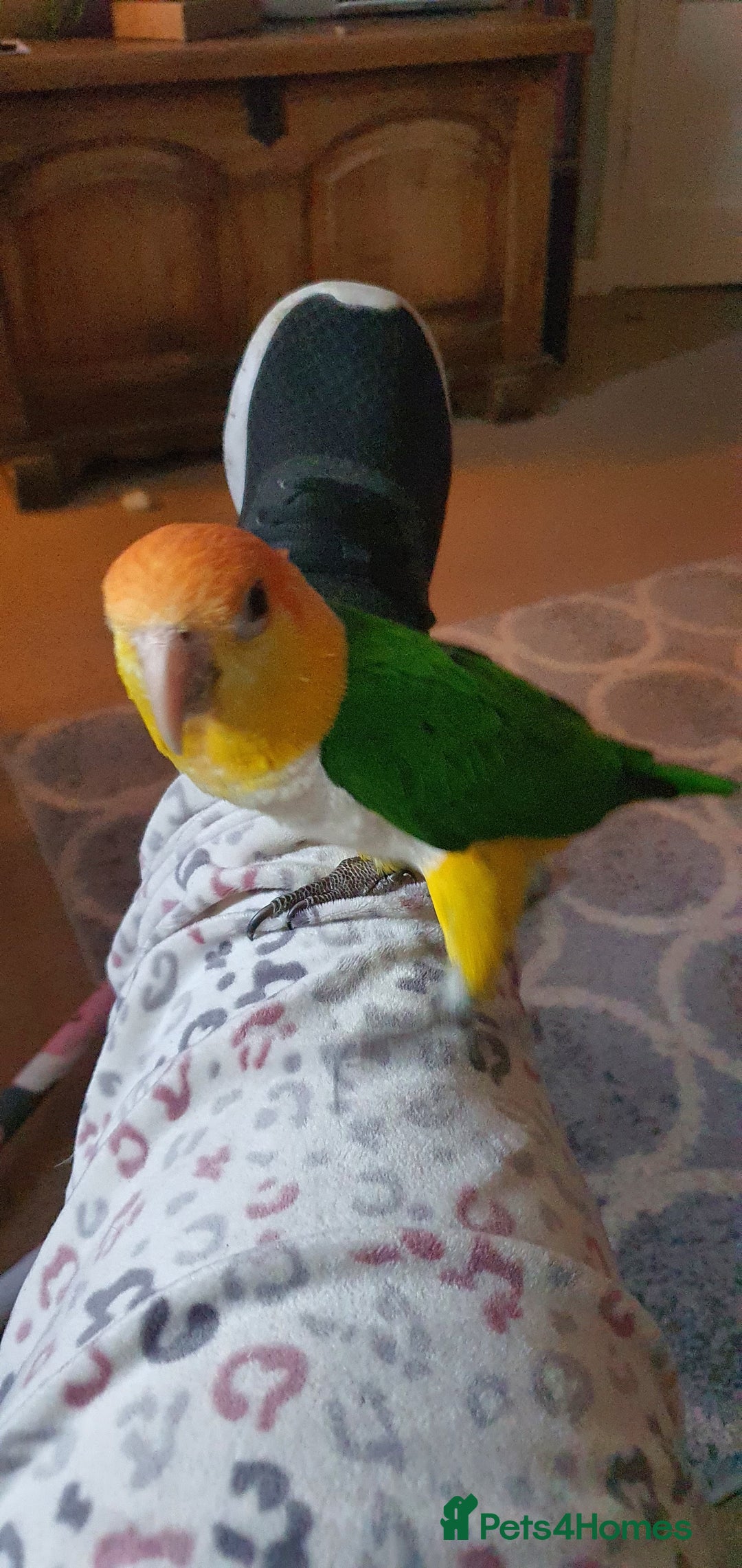 Parrots birds for sale: Yellow Thiqued Caique  - Image 2