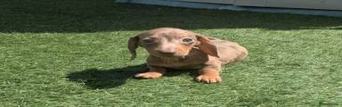 Miniature Dachshund Puppy 1
