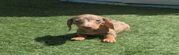 Miniature Dachshund dogs for sale: Mini dachshund  - Advert 13