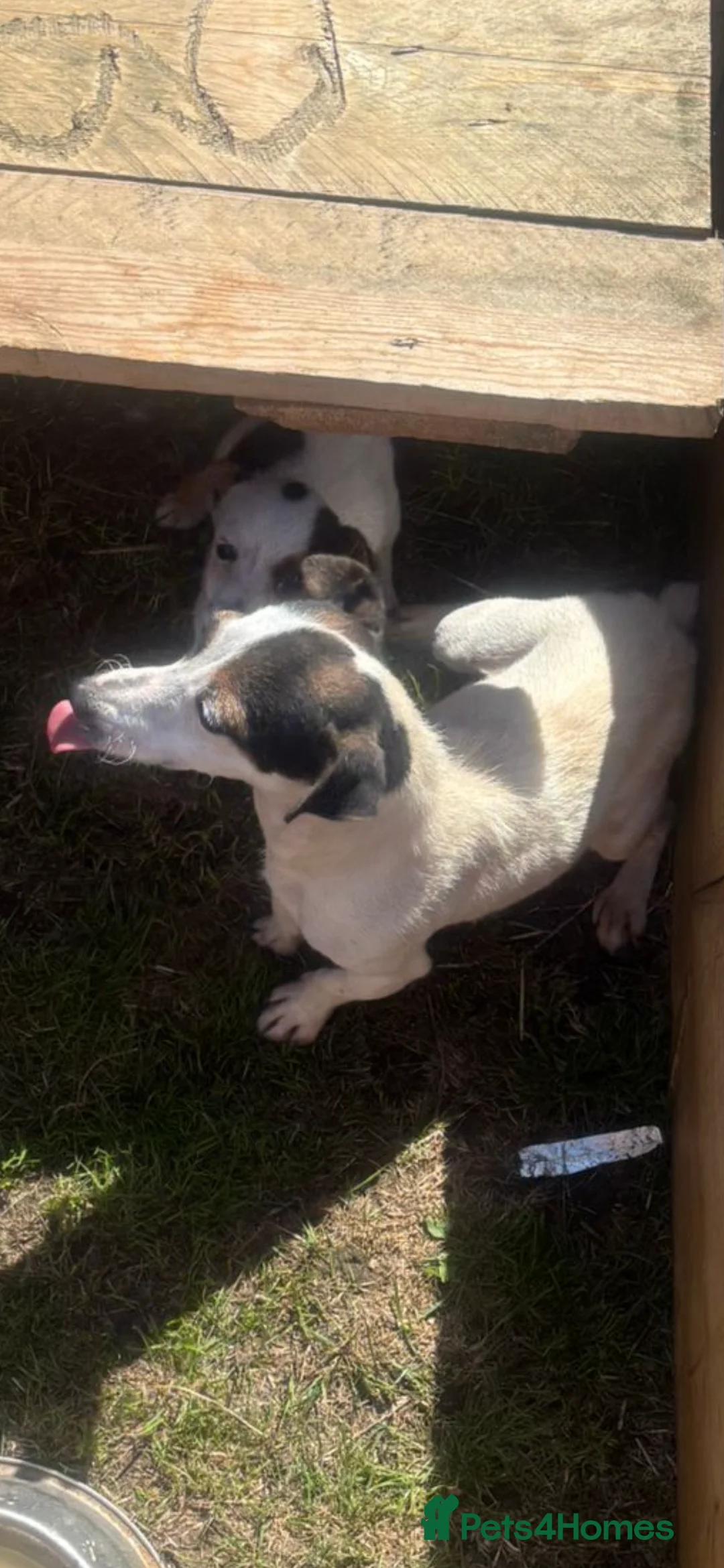 Jack Russell dogs for sale: Jack Russell puppy - Advert 2