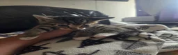Mixed Breed cats for sale: Kittens are looking for their homes - Advert 21