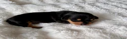 Miniature Dachshund dogs for sale: Three Stunning Mini Daschunds Girls - Advert 6