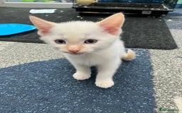 Mixed Breed cats for sale: 5 kittens for sale - Image 5