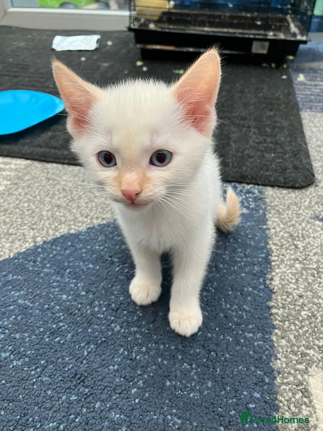 Mixed Breed cats for sale: 5 kittens for sale - Image 5