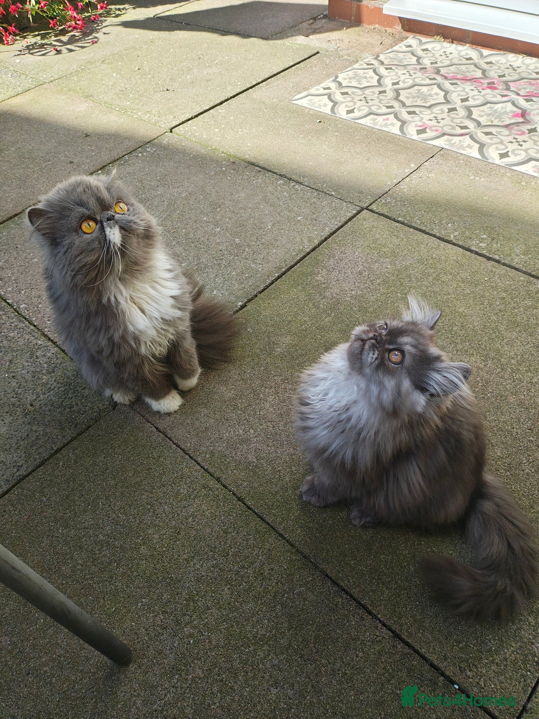 Persian cats for sale: Pure long hair Persian boys - Image 5