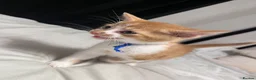 Mixed Breed cats for sale: X4 male kittens  in Hornsea - Advert 20